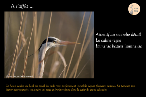 Haïku sur le héron cendré